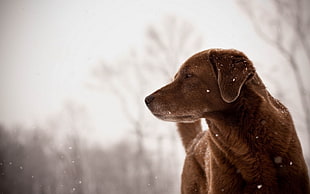 chocolate Labrador retriever on snow